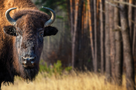 Close portrait European Bison on forest. Wildlife scene from natureの写真素材