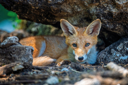 Red fox, vulpes vulpes in forest. Wild animal in natural environment. Wildlife scene from natureの写真素材