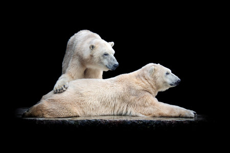 Two polar bears are captured in a moment of tranquility, one resting on a flat surface while the...