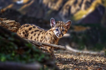 A baby cougar plays and explores its natural surroundings with curiosity. The young feline, adorned with spots, stands amidst logs and greenery, showing its playful spirit.の写真素材