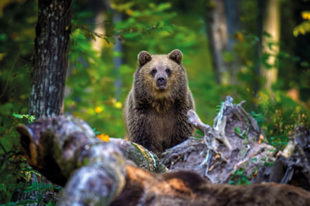 Brown bear in summer forest. Animal in nature habitat. Big mammal Wildlife sceneの写真素材