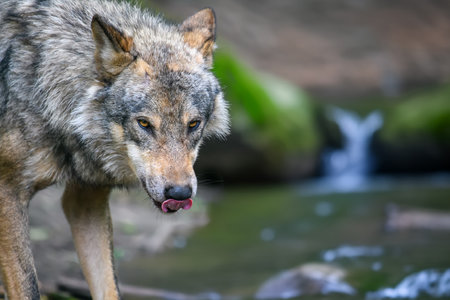 Gray wolf, Canis lupus, in the summer light, in the forest. Wolf in the nature habitatの写真素材