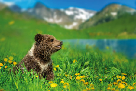 Brown bear cub on the summer meadow. Ursus arctos in grass with yellow flowers on mountain and lake backgroundの写真素材