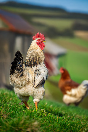 Close up of a striking white rooster walking confidently across lush green grass on a sunny summer day at a farm. A brown hen can be seen in the background, adding to the farm atmosphere.の写真素材