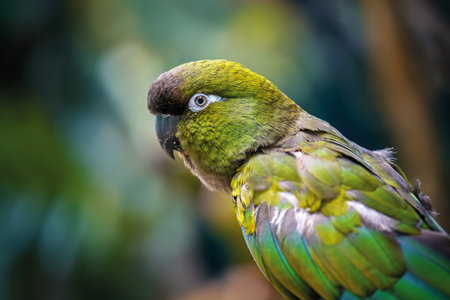 Portrait Burrowing parrot in jungle. Wildlife scene from nature. Wild animal in the natural habitatの写真素材
