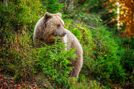 A brown bear quietly forages through vibrant foliage in a tranquil forest setting, surrounded by colorful autumn leaves and rich greenery.の写真素材