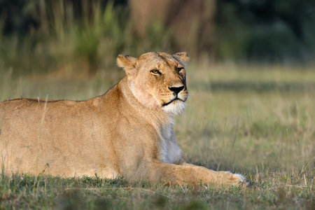 Lion lies in the grass in National park of Kenya, Africaの写真素材