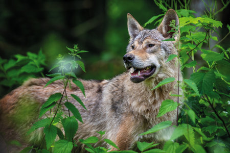 Close Wolf in summer forest. Wildlife scene from nature. Wild animal in the natural habitat