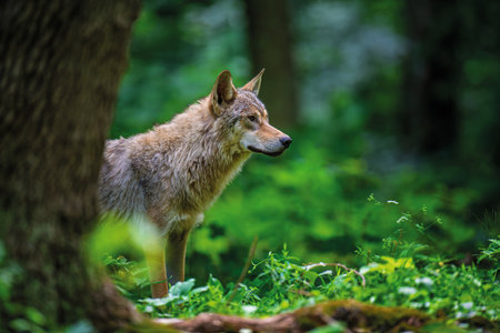 Close Wolf in summer forest. Wildlife scene from nature. Wild animal in the natural habitat
