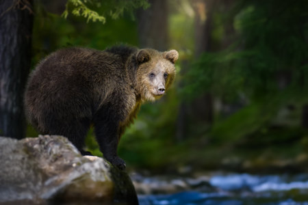 Wild Brown Bear (Ursus Arctos) in the summer forest. Animal in natural habitat. Wildlife scene