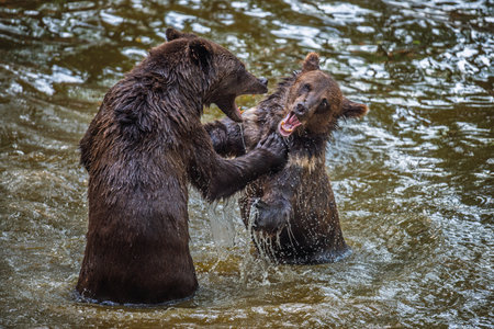 Two Wild Brown Bear (Ursus Arctos) play or fight on pond in the summer forest. Animal in natural...