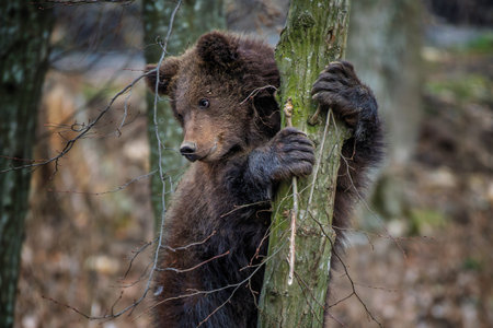 Young brown bear cub clings to the side of the tree. Animal in the nature habitat. Wildlife scene...