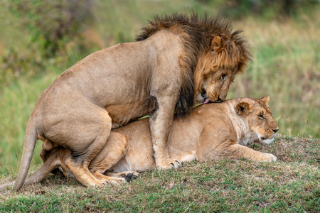 A pair of mating lions in the evening savannah, Masai Mara, Kenyaの写真素材
