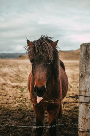 Brown Icelandic horse sticking out its tongue behind an alhambraの写真素材