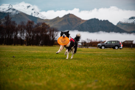 Collie dog playing with a flying disk in Iceland with blurred mountains and cars behindの写真素材