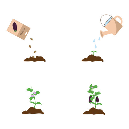 Growth stages from seeding to flowering and fruit-bearing aubergine plantのイラスト素材