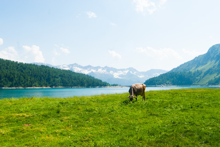 Cow grazing on grass next to lake, Switzerlandの写真素材