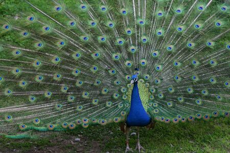 Proud as a Peacockの写真素材
