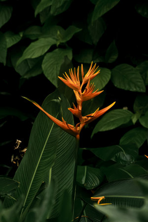 Bird of paradise flowerの写真素材