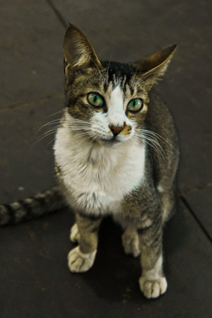 Cat posing like does that for a living