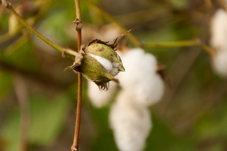 Levant Cotton in Guatemala. Gossypium herbaceum.の写真素材