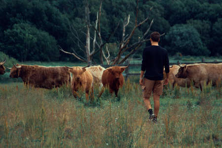 The Highland is a Scottish breed of rustic cattle. It originated in the Scottish Highlands and the Outer Hebrides islands of Scotland and has long horns and a long shaggy coat.の写真素材
