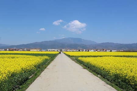 Hanzhong rape flower fieldの写真素材