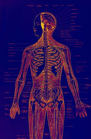           humanの写真素材
