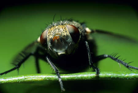 fly