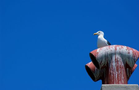 seagullの写真素材