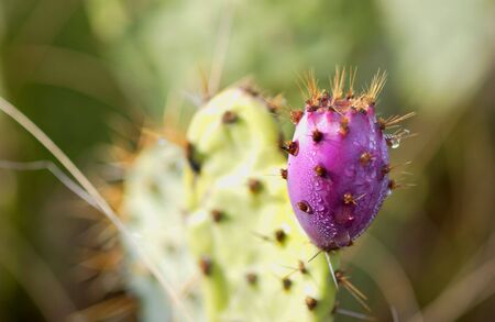      beavertail cactusの写真素材
