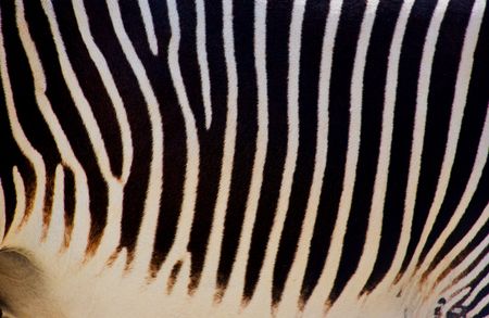 Details of Zebraの写真素材