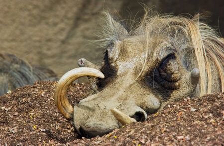 warthog with large tusksの写真素材