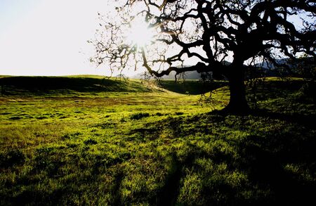 a silhouette of a oak tree at point mugu state park in the santa monica Mountain, california. usa