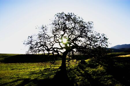 a silhouette of a oak tree at point mugu state park in the santa monica Mountain, california. usa