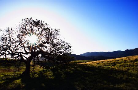 a silhouette of a oak tree at point mugu state park in the santa monica Mountain, california. usa
