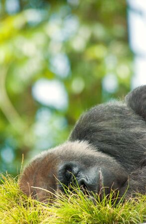 close up of Silverback Gorillaの写真素材