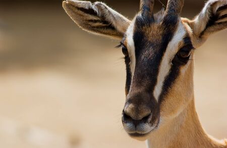 Nubian soemmering gazelleの写真素材