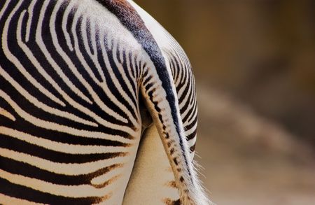 Details of Zebraの写真素材