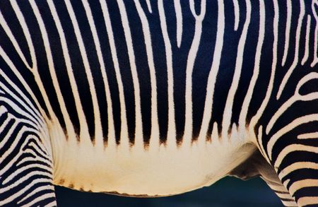 Details of Zebraの写真素材
