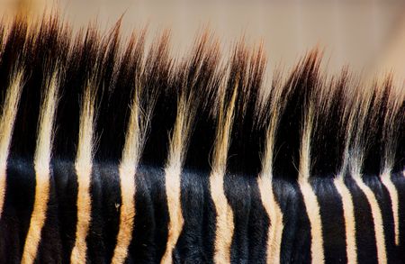 Details of Zebraの写真素材