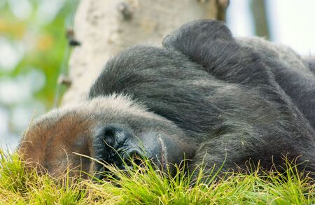 close up of Silverback Gorillaの写真素材