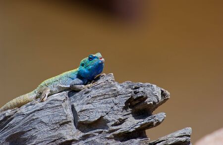 Blue headed tree agama の写真素材