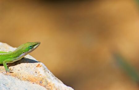 Green Lizardの写真素材