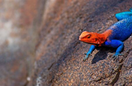 Red headed rock agamaの写真素材