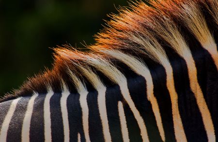 Zebraの写真素材