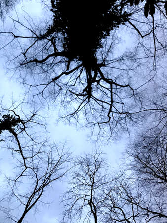 Sky view through the trees