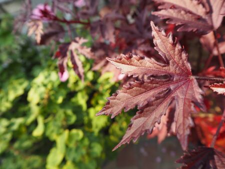 Red Maple