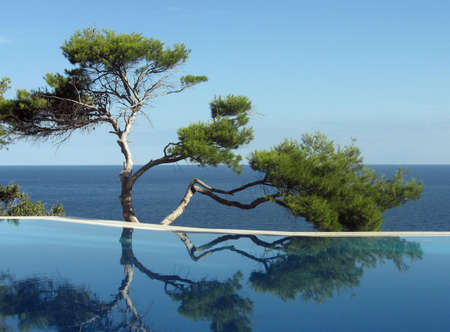 Pine near pool on the bank of Black sea