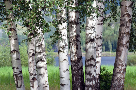Birch Grove in Norway forests